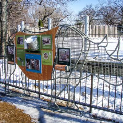 Lincoln Park Zoo Rhino 01